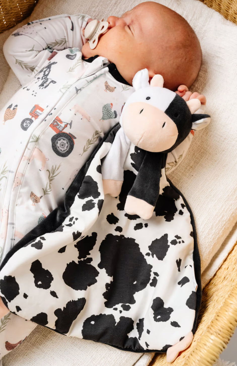 Colby cow lovie